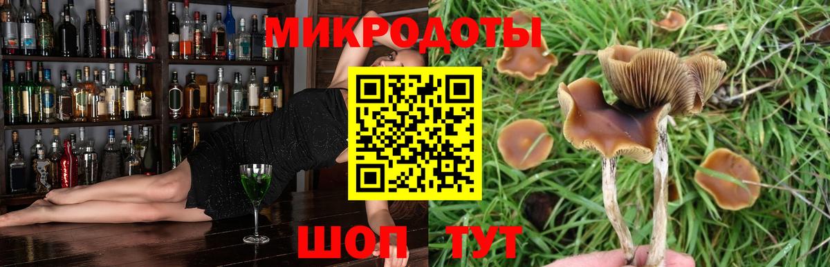 Галлюциногенные грибы Psilocybe Асино